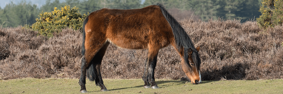 Van Hire Hampshire New Forest Pony
